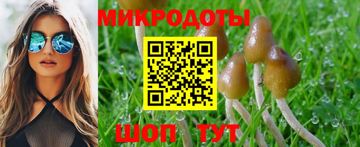 Ефремов  Псилоцибиновые грибы Psilocybine cubensis  Вход с VPN 